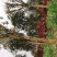 桂花树