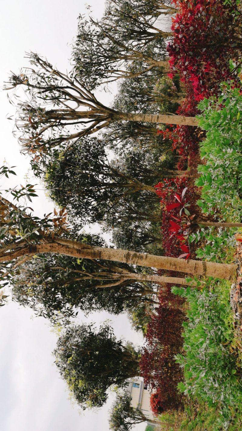 桂花树
