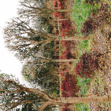 桂花树