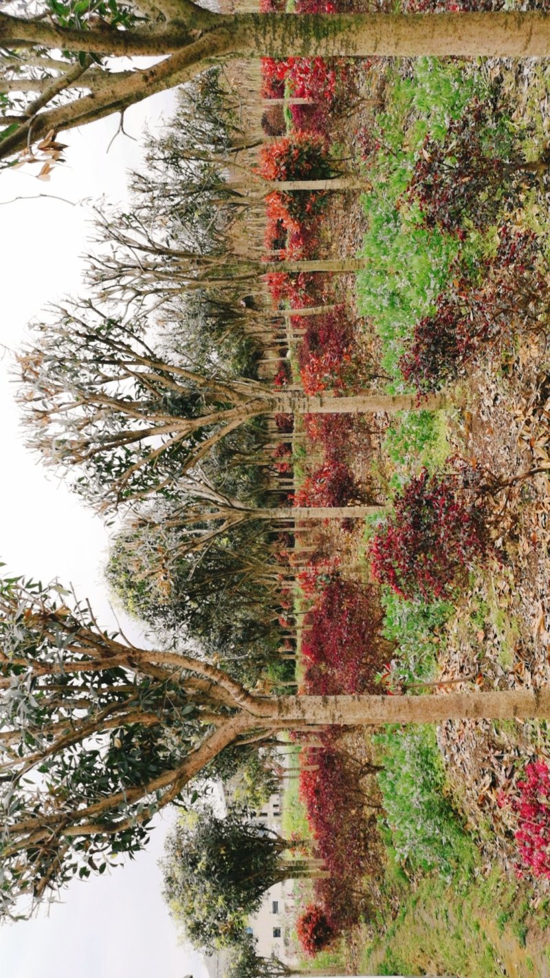 桂花树