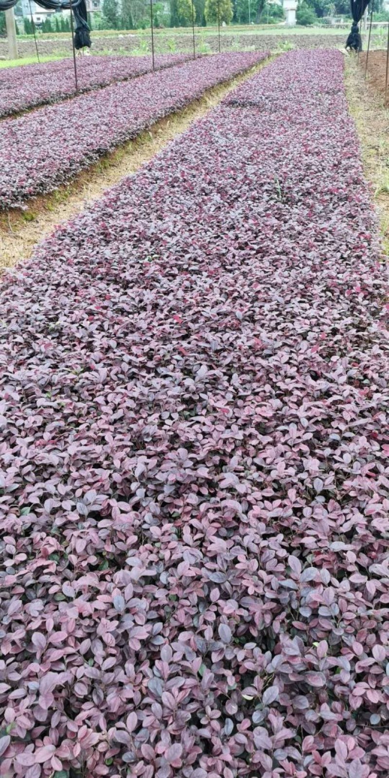 红继木苗红继木扦插小苗广西桂林产地直销包邮免运费