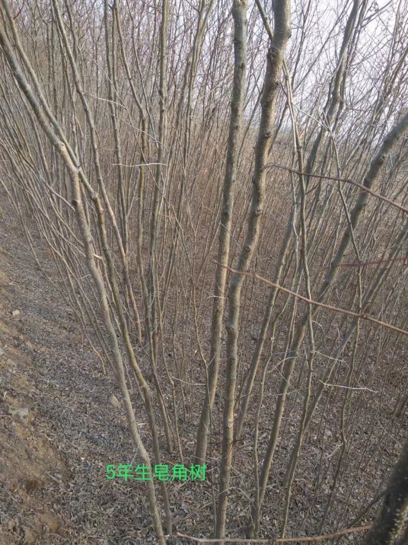 皂角树