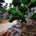 漳州小叶榕气根造型独特优雅，小区别墅庭院绿化专用