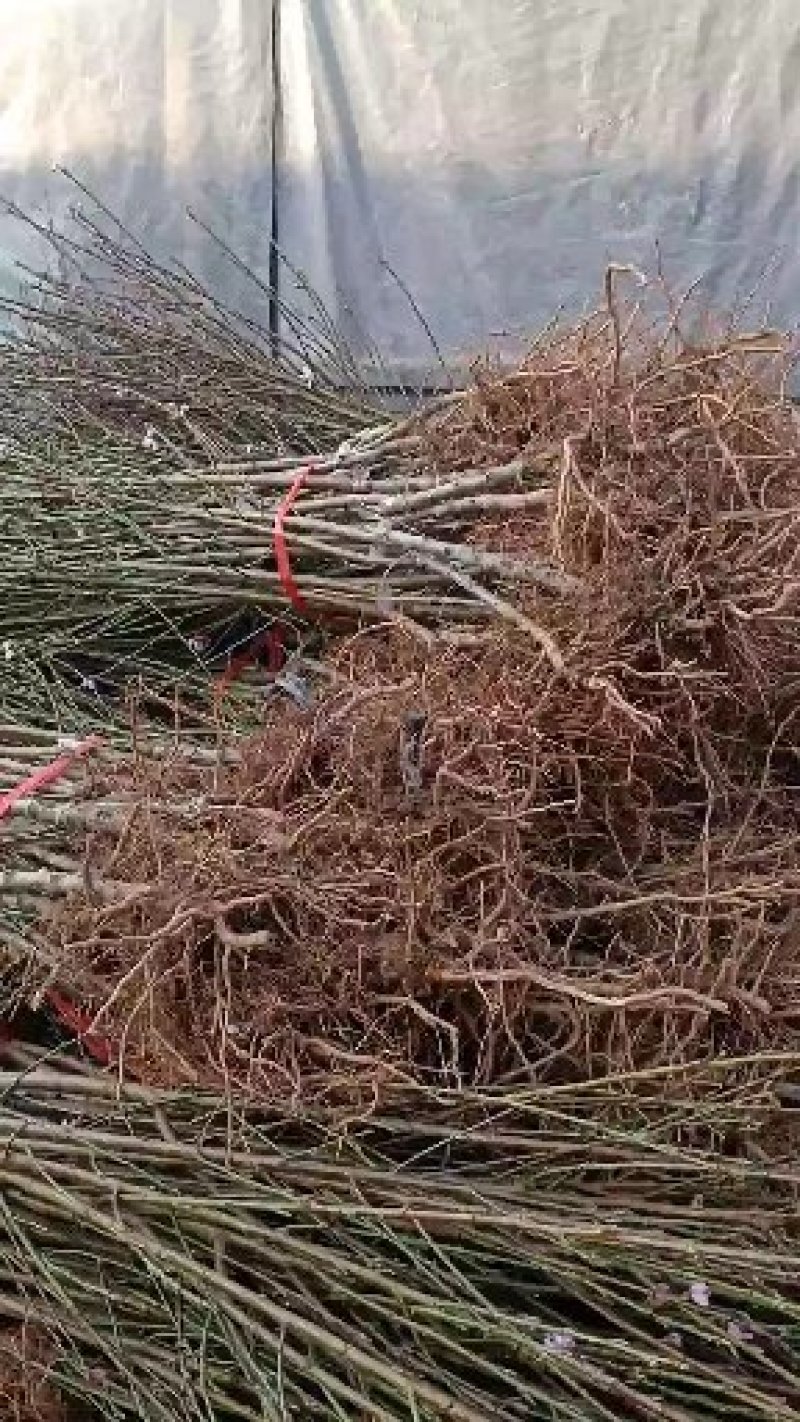 黑桃皇后嫁接苗现挖现发