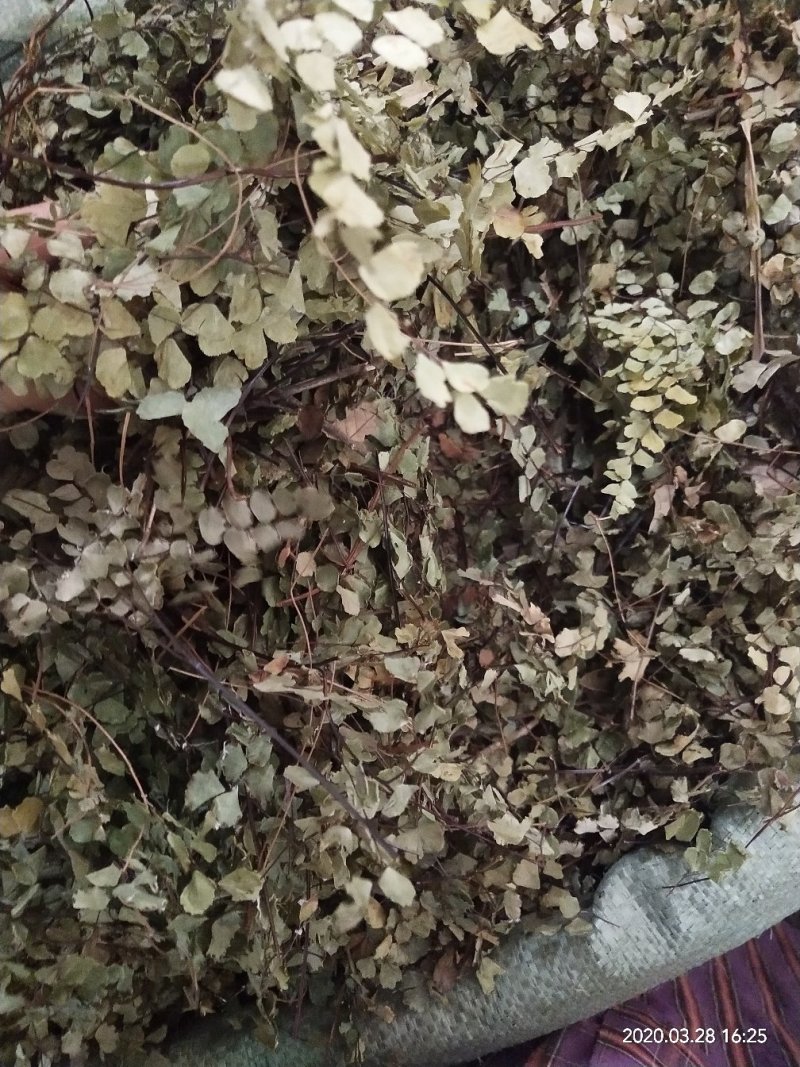 铁线草，铁线蕨，铺地草，堑头草