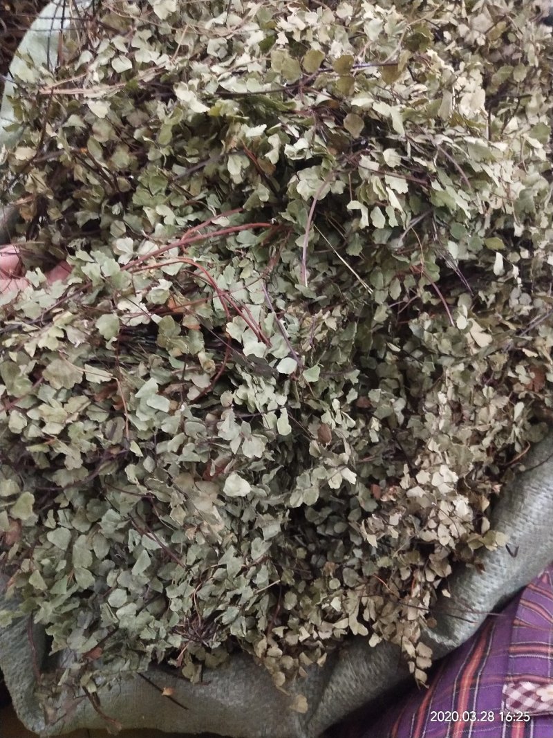 铁线草，铁线蕨，铺地草，堑头草
