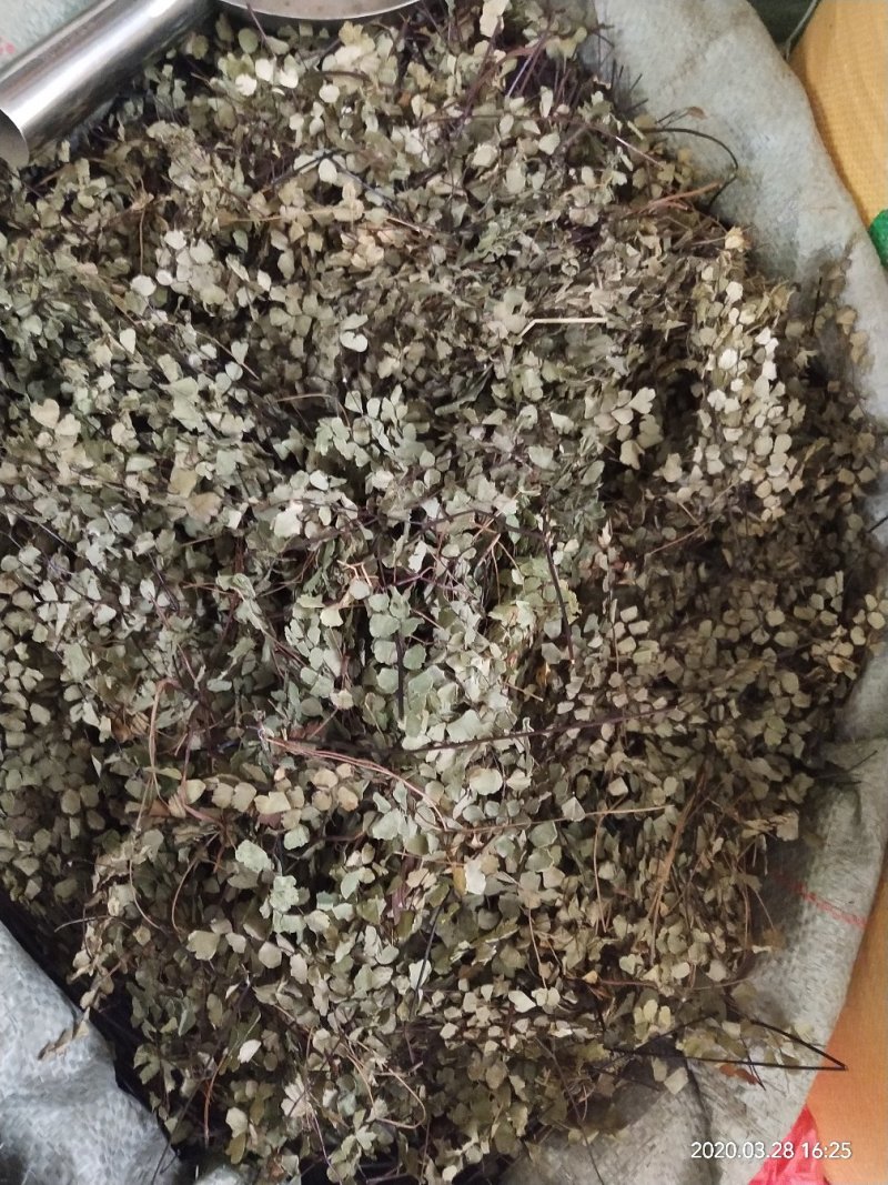 铁线草，铁线蕨，铺地草，堑头草