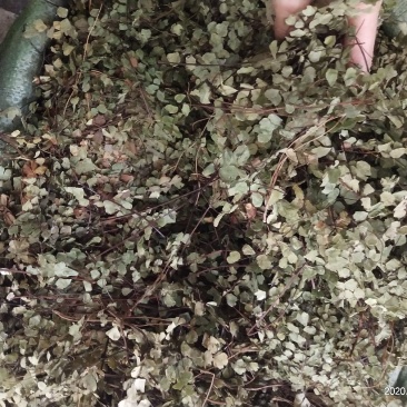 铁线草，铁线蕨，铺地草，堑头草