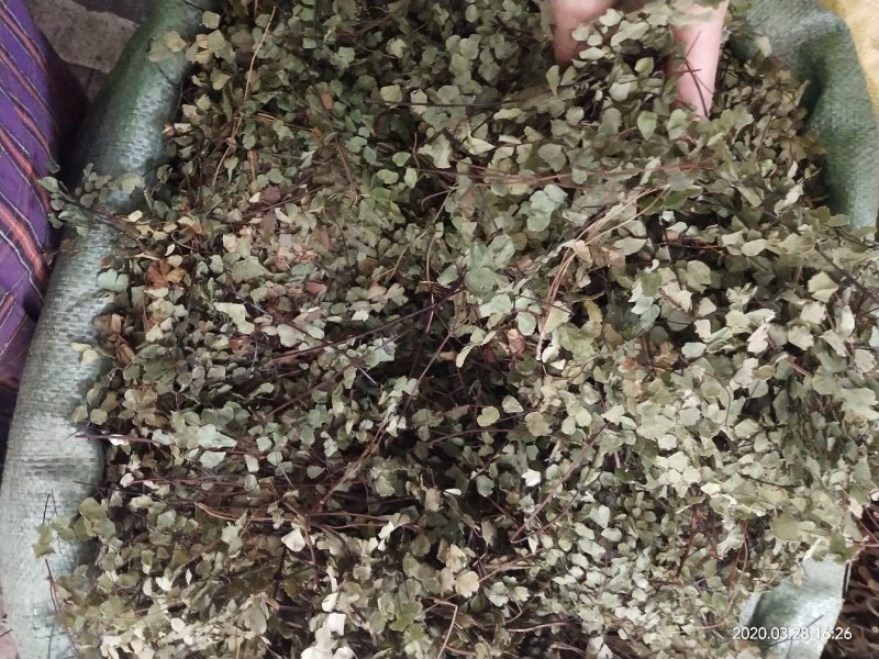铁线草，铁线蕨，铺地草，堑头草