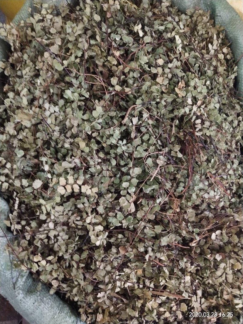 铁线草，铁线蕨，铺地草，堑头草