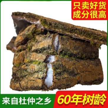 野生厚皮杜仲25年60年根皮老杜仲皮批发