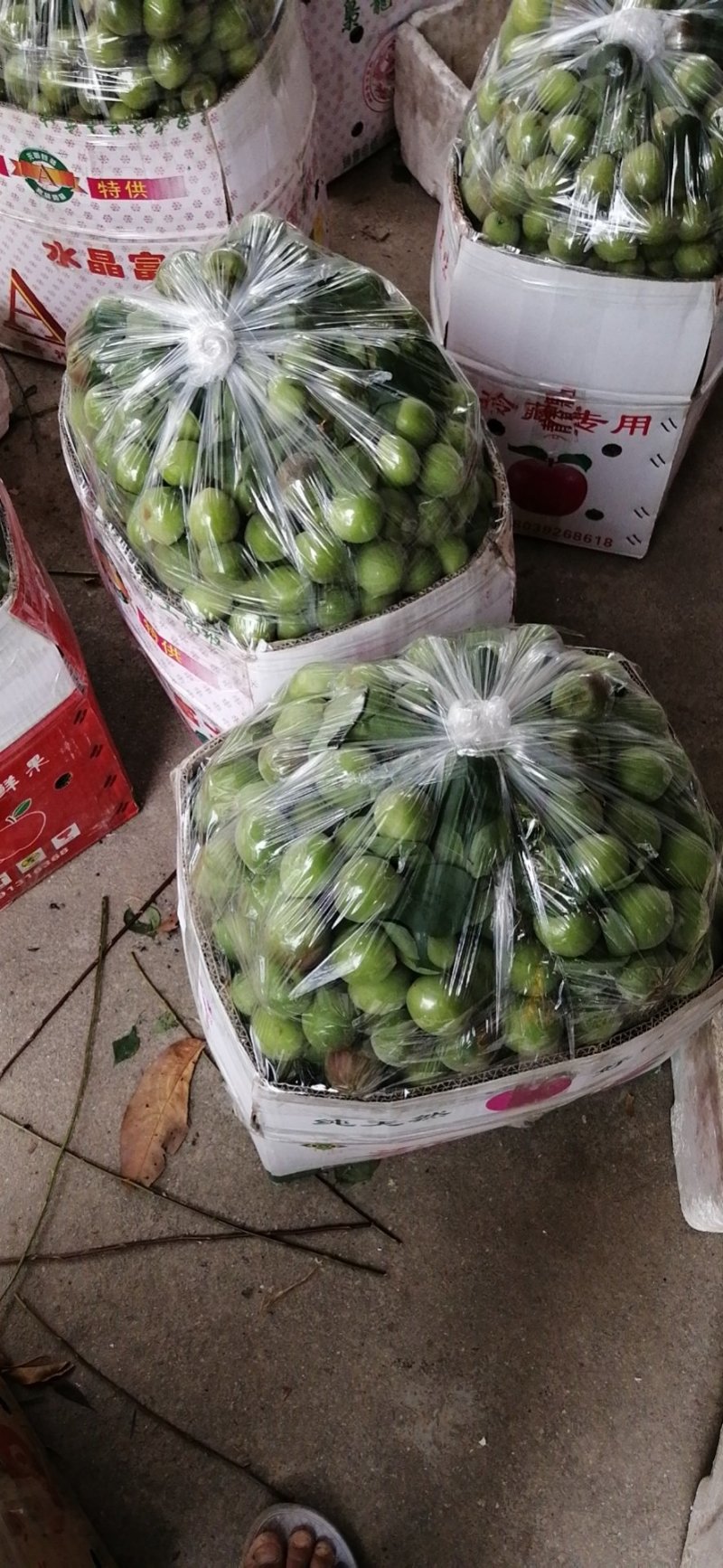 白粉梅，红梅，青梅，胭脂梅上市预售中