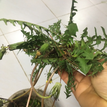 蒲公英，野生