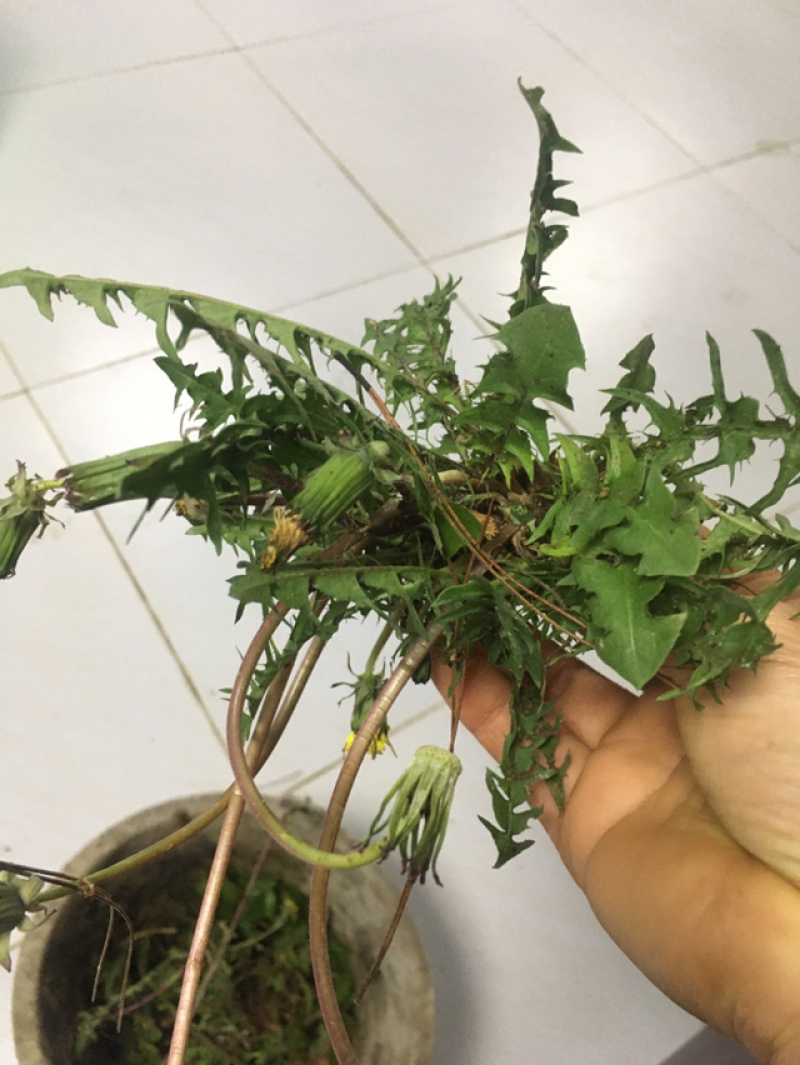 蒲公英，野生