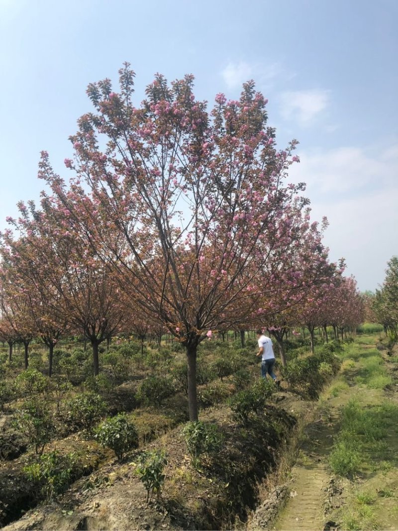 基地直供3—12公分规格晚樱，树形好，分支点统一，一手货