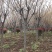 基地直供3—12公分规格晚樱，树形好，分支点统一，一手货