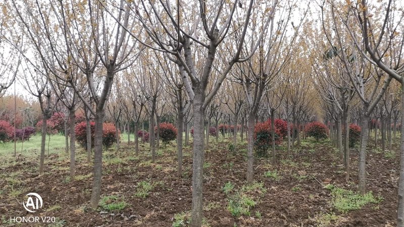 基地直供3—12公分规格晚樱，树形好，分支点统一，一手货