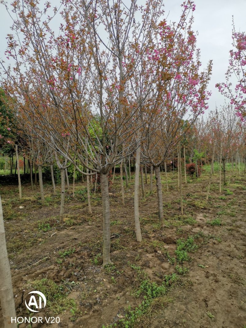 基地直供3—12公分规格晚樱，树形好，分支点统一，一手货