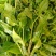 野生型古树茶