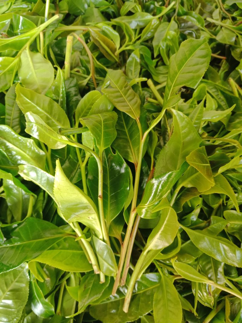 野生型古树茶