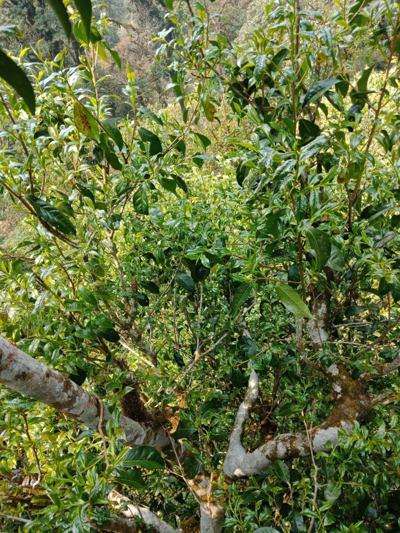野生型古树茶