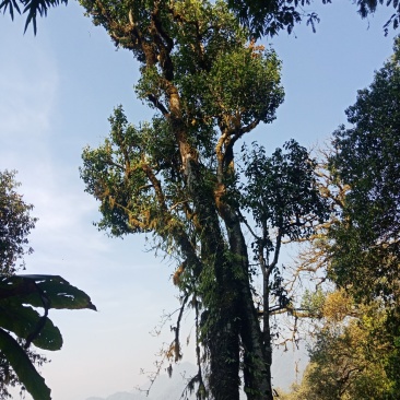 野生型古树茶