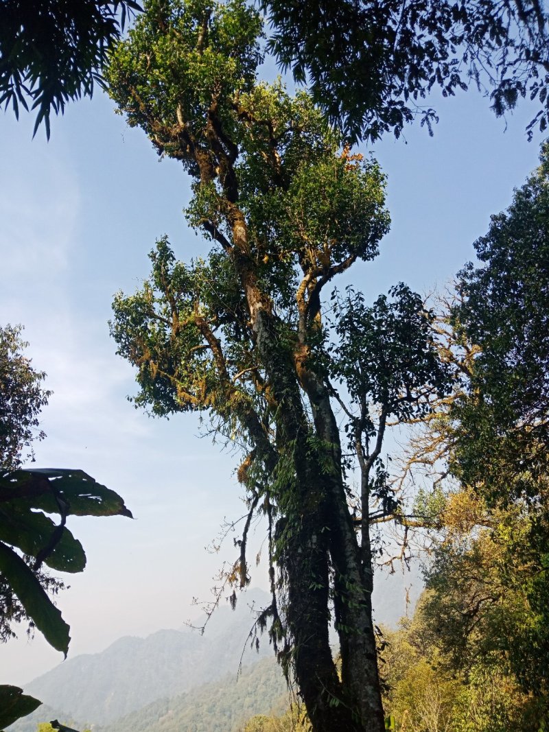 野生型古树茶