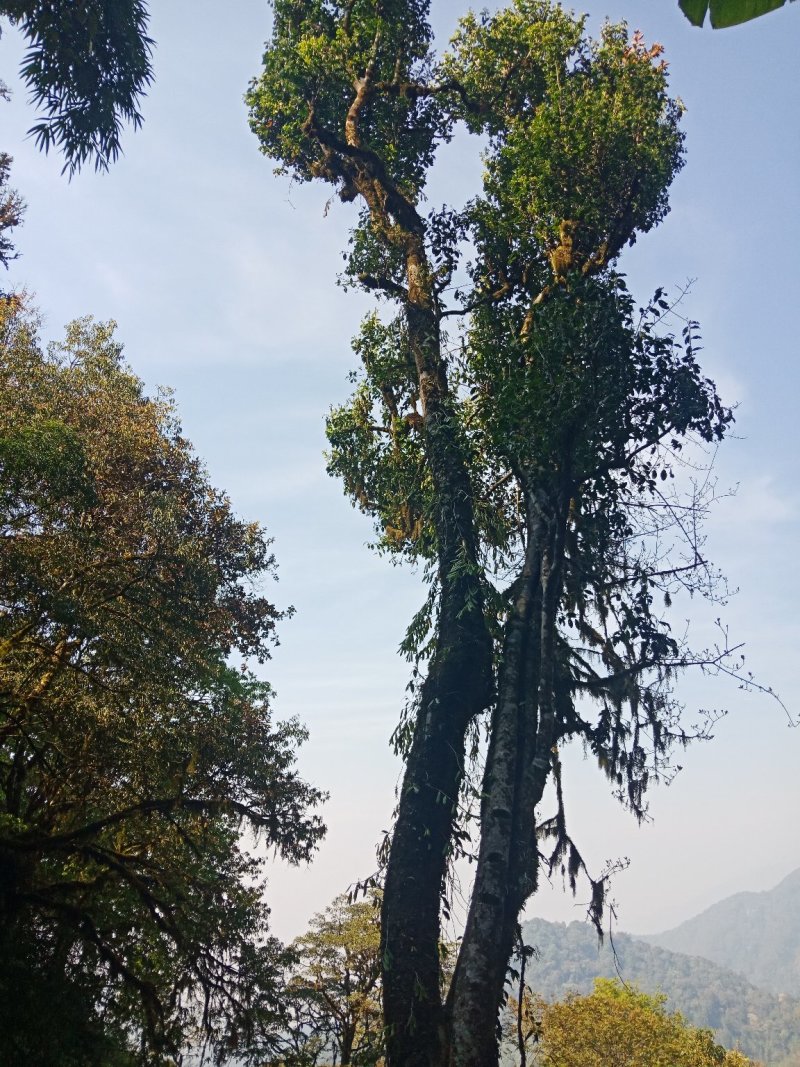 野生型古树茶