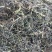 野生型古树茶