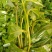 野生型古树茶