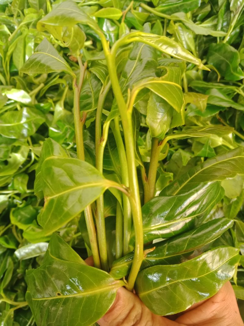 野生型古树茶