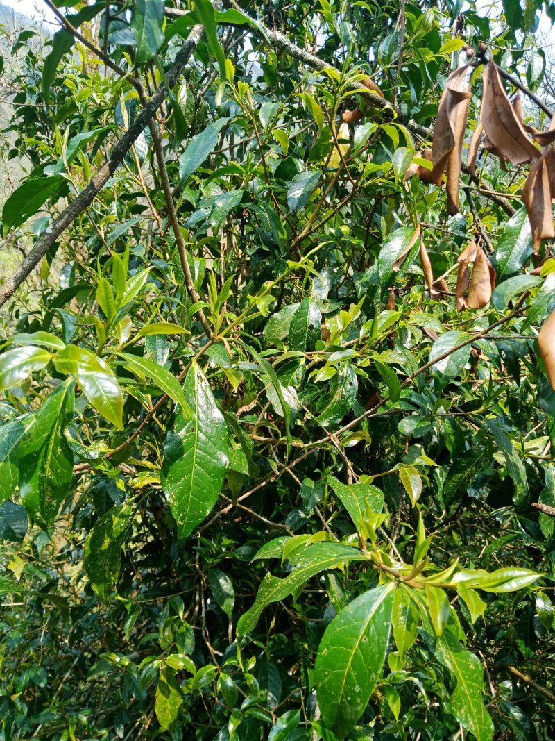 野生型古树茶