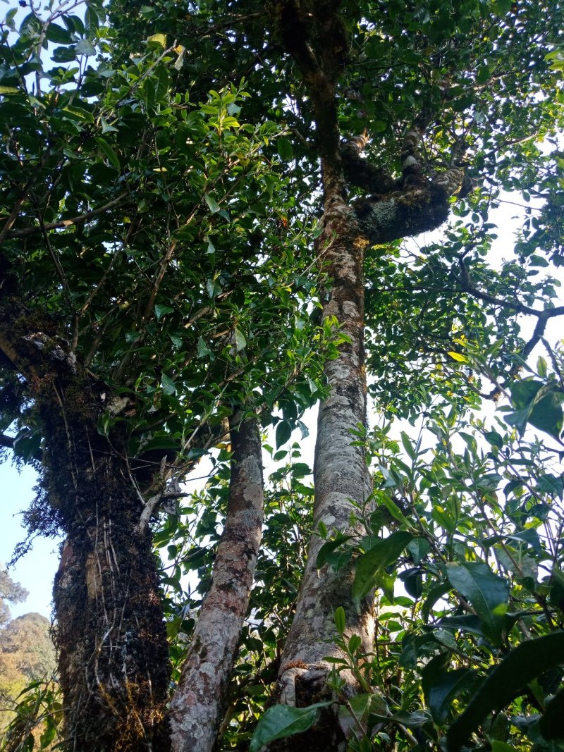 野生型古树茶
