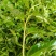 野生型古树茶