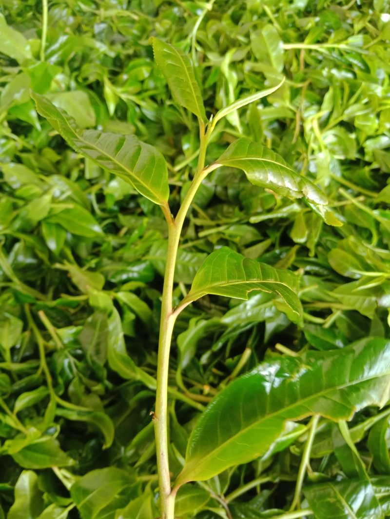 野生型古树茶