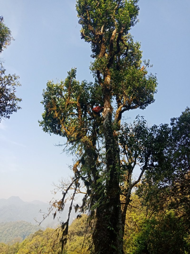 野生型古树茶