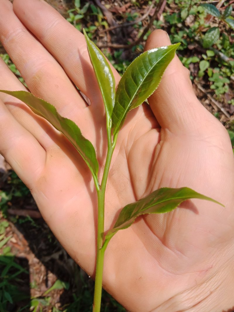 野生型古树茶