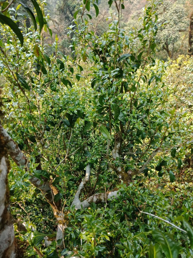野生型古树茶