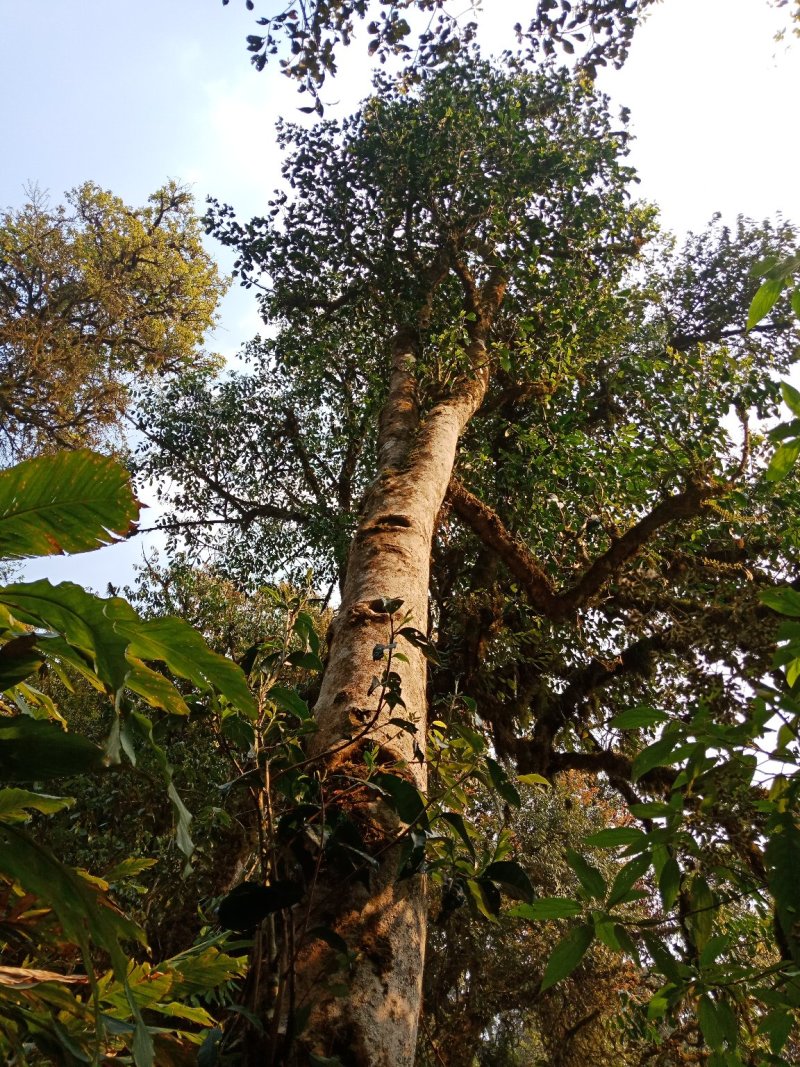 野生型古树茶