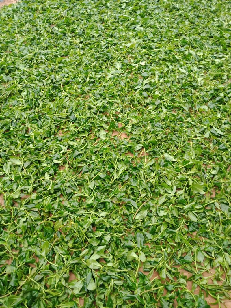 野生型古树茶