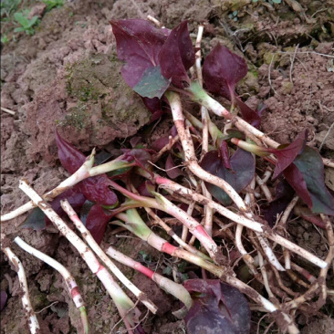 鱼腥草，野生