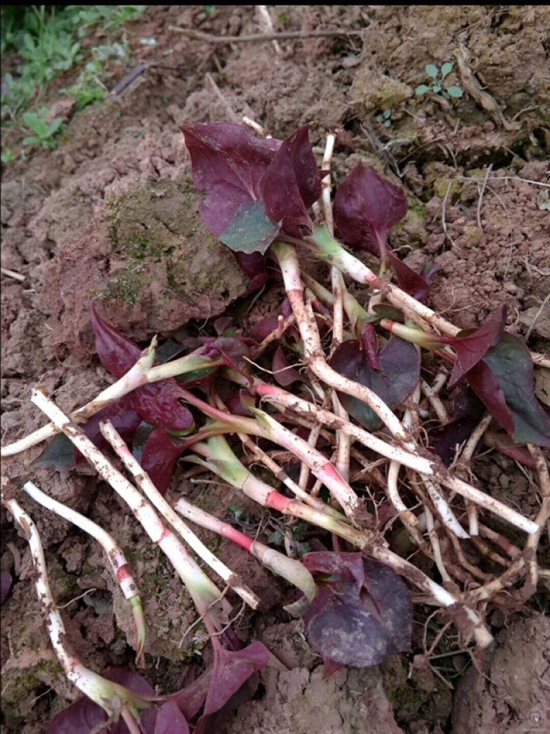 鱼腥草，野生