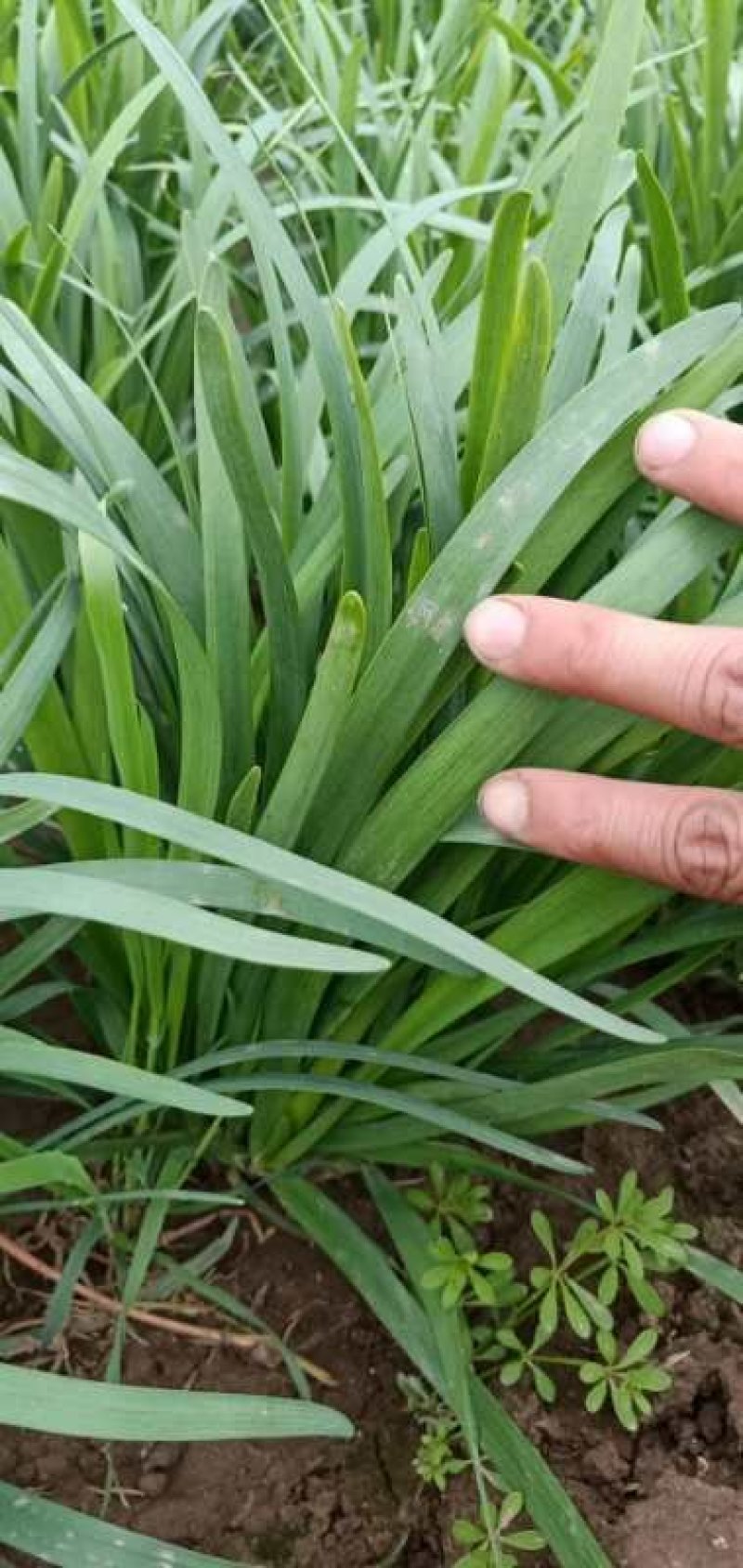 大叶韭菜头茬