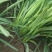 大叶韭菜头茬