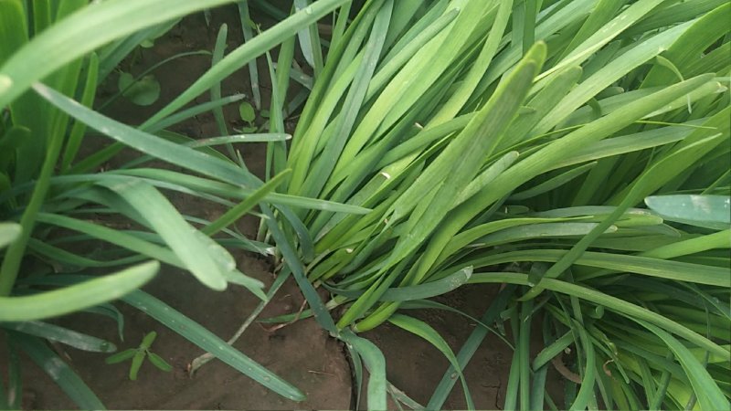 大叶韭菜头茬