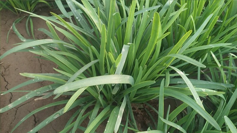 大叶韭菜头茬