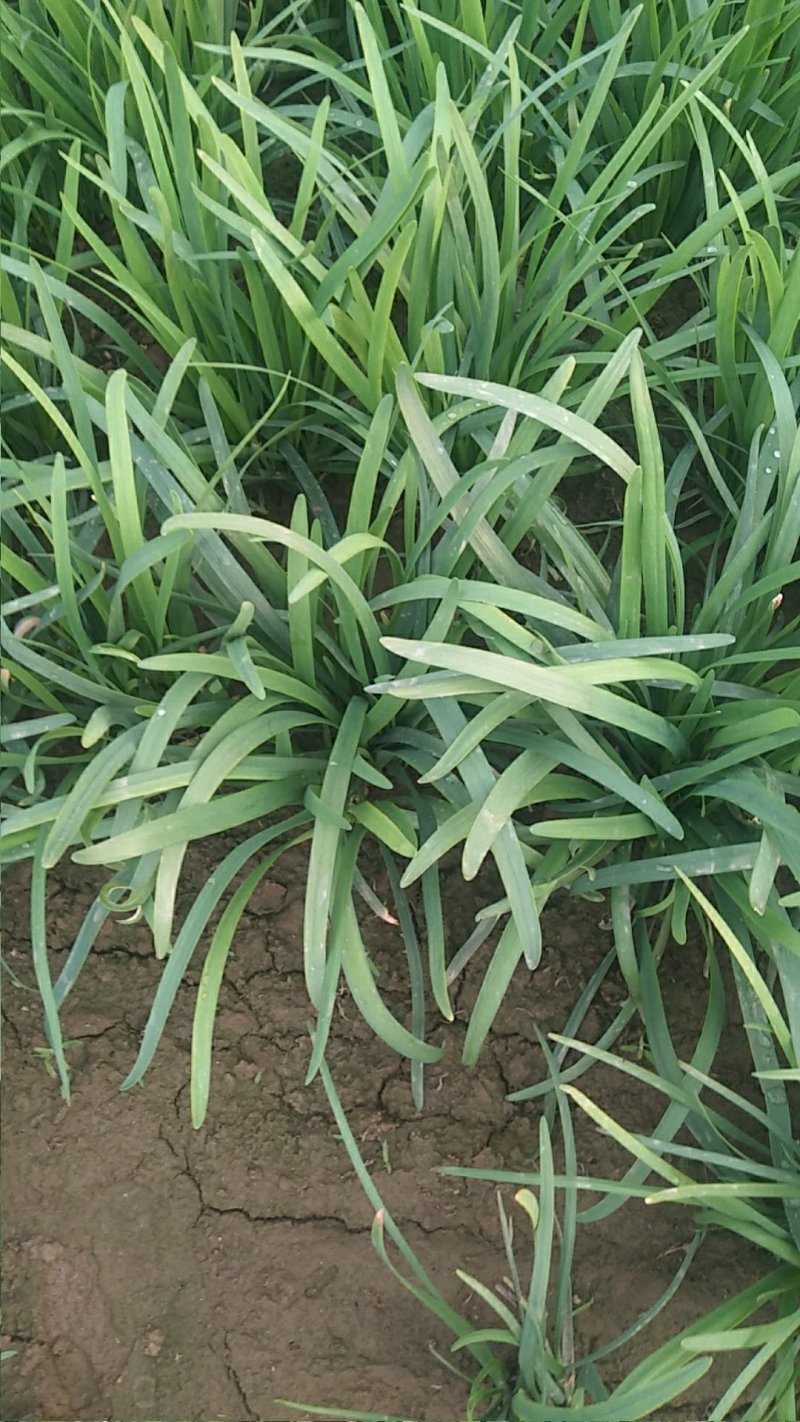 大叶韭菜头茬