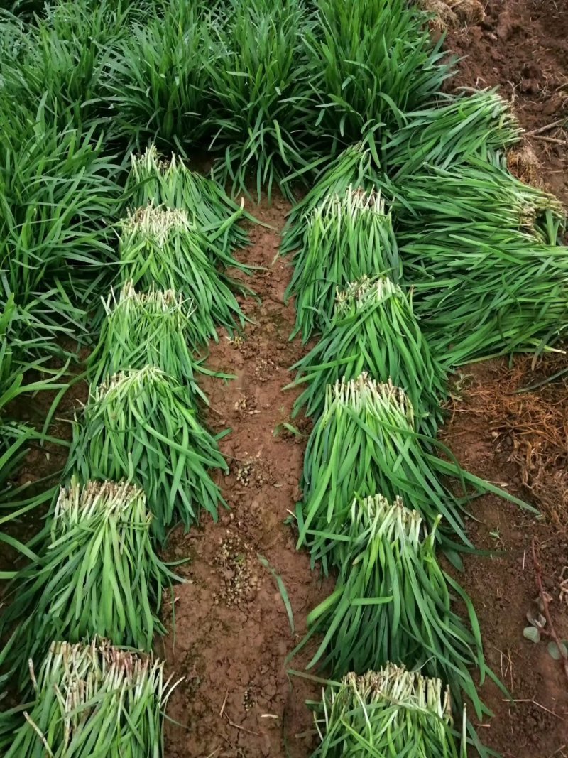 大叶韭菜头茬