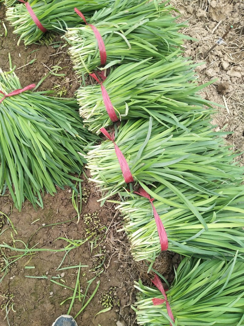 大叶韭菜头茬