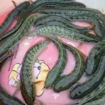 花星鱼苗七星鱼幼苗水花苗